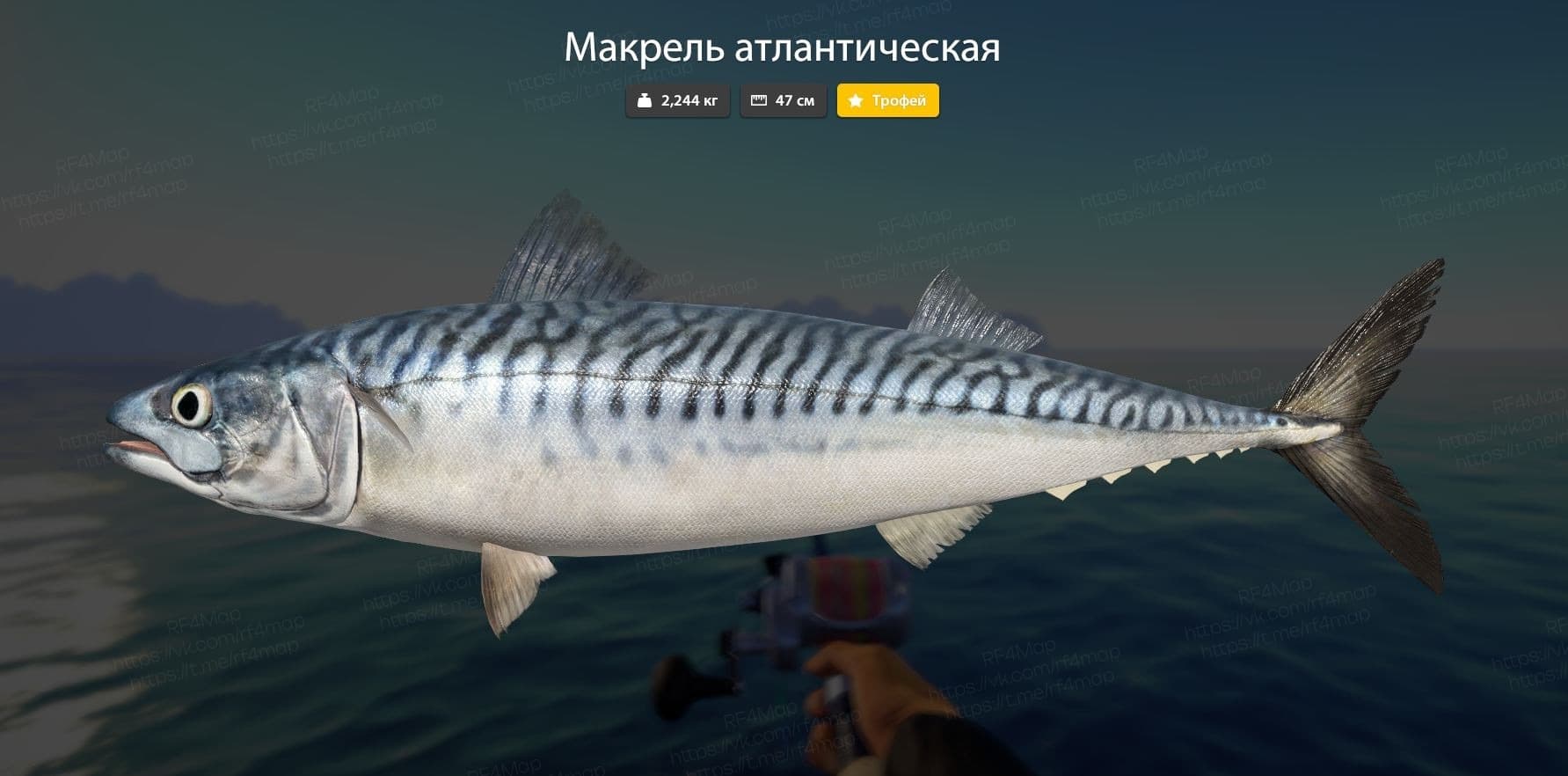 Норвежское море: трофей