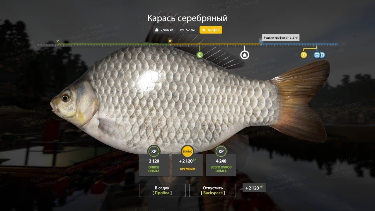 Ладожское оз.: фарм, трофей