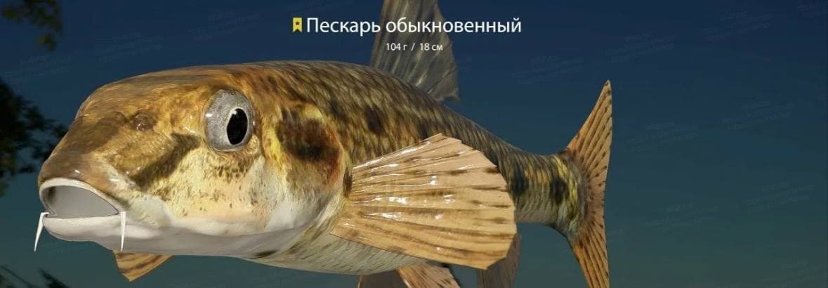 р. Вьюнок: трофей