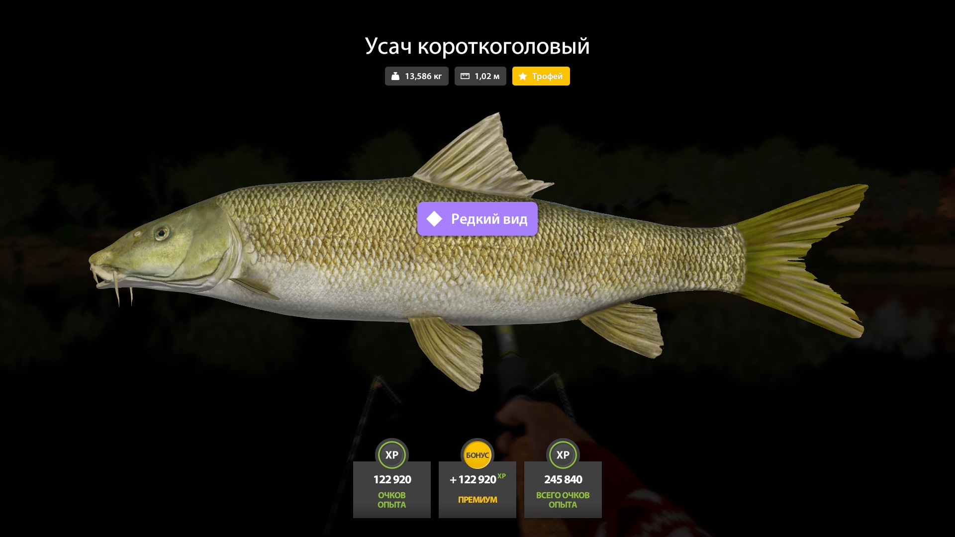 Улов (Усач короткоголовый) на #трофей_rf4map в RF4