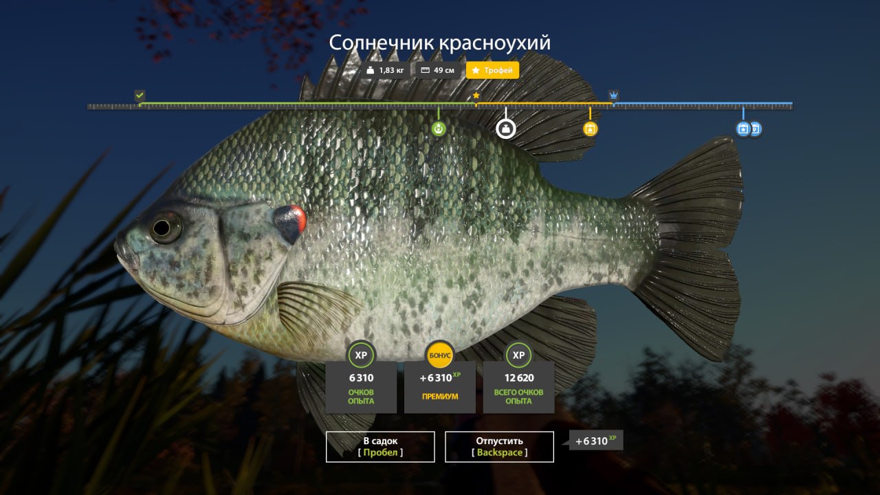 Улов (Солнечник красноухий) на #трофей_rf4map в RF4