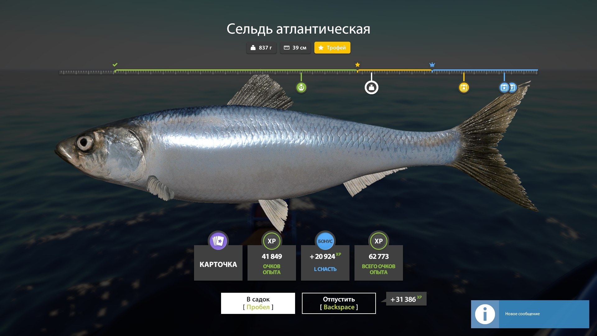 Улов (Сельдь атлантическая) на #трофей_rf4map в RF4