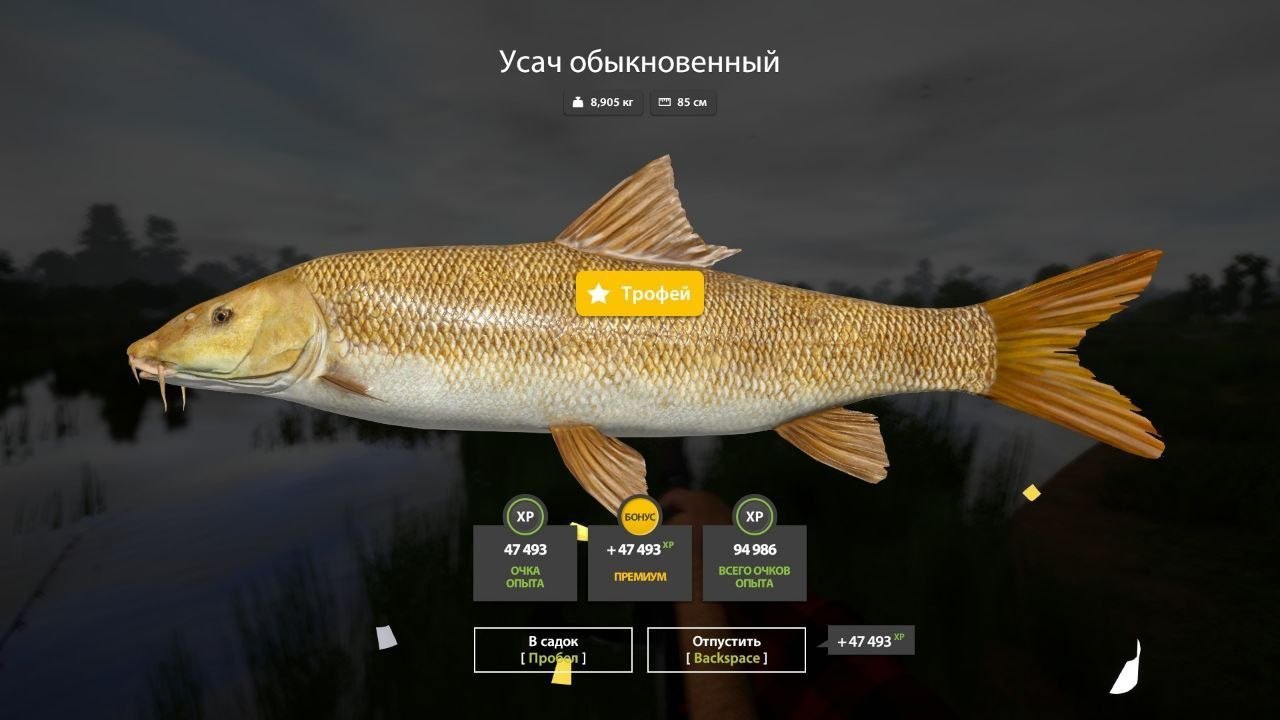 Улов (Усач обыкновенный) на #трофей_rf4map в RF4