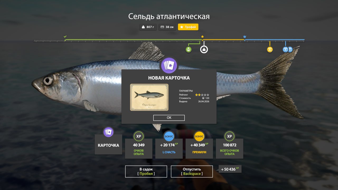 Улов (Сельдь атлантическая, Сайра атлантическая) на #трофей_rf4map в RF4