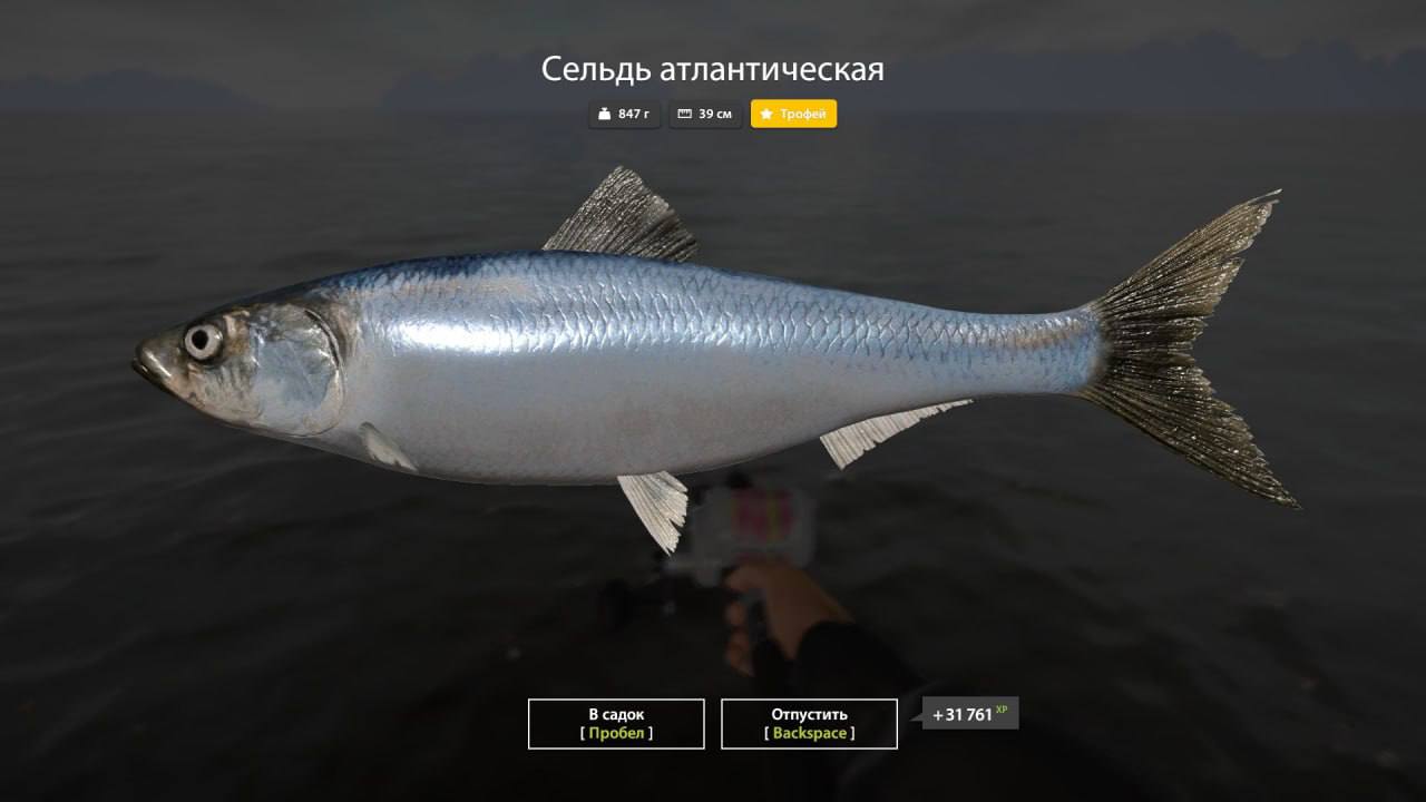 Фото точки