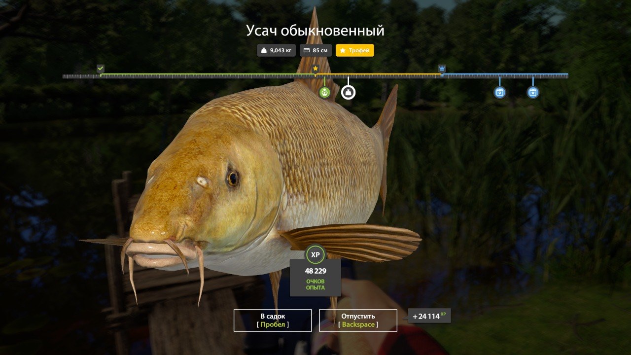 Улов (Усач обыкновенный) на #трофей_rf4map в RF4