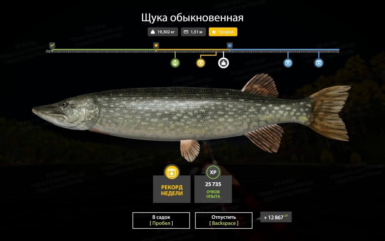 Улов (Щука обыкновенная) на #трофей_rf4map в RF4
