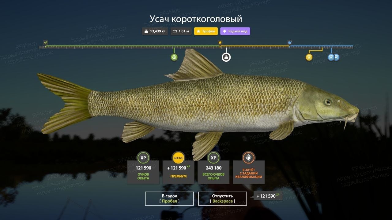 Улов (Сазан, Усач короткоголовый) на #трофей_rf4map в RF4