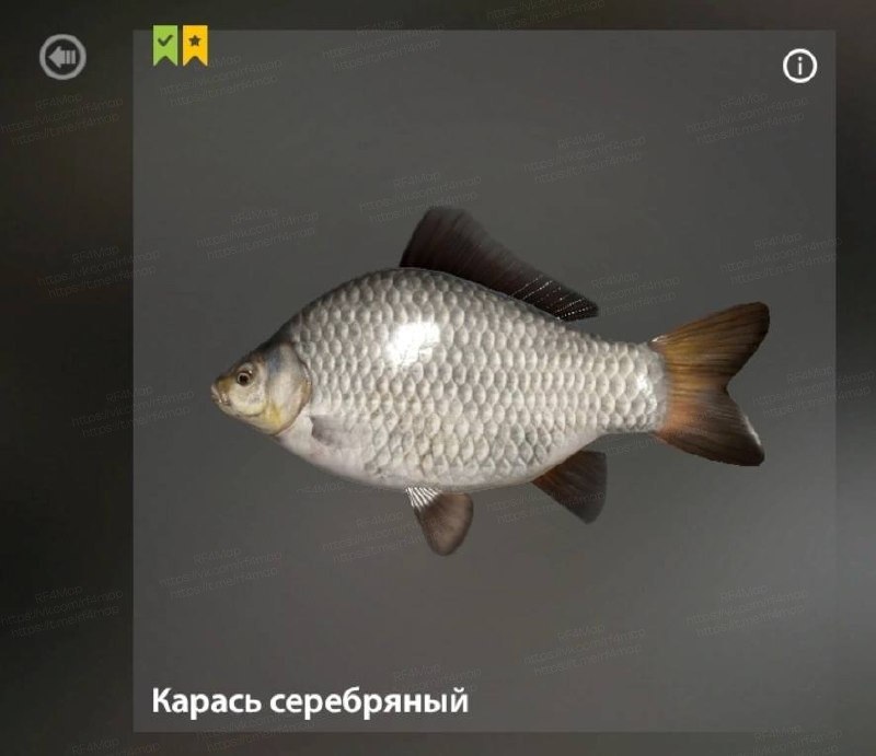Улов (Карась серебряный) на #трофей_rf4map в RF4