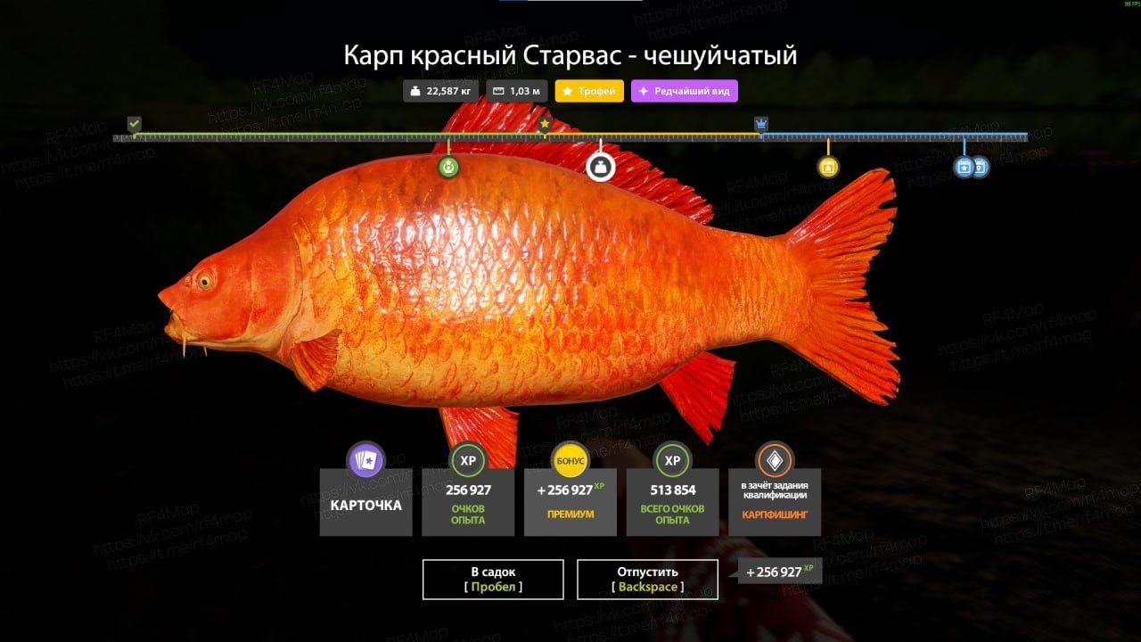 Улов (Карп красный Старвас - чешуйчатый) на трофей в RF4