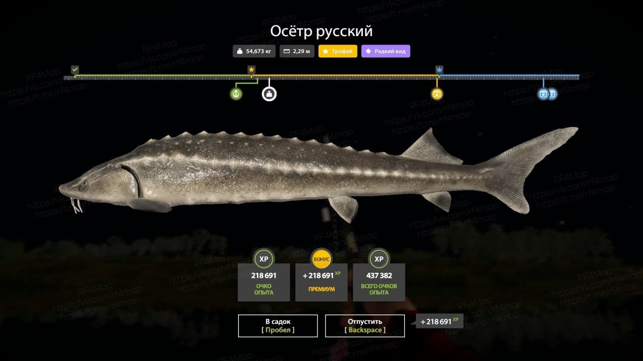Улов (Осётр русский) на трофей в RF4