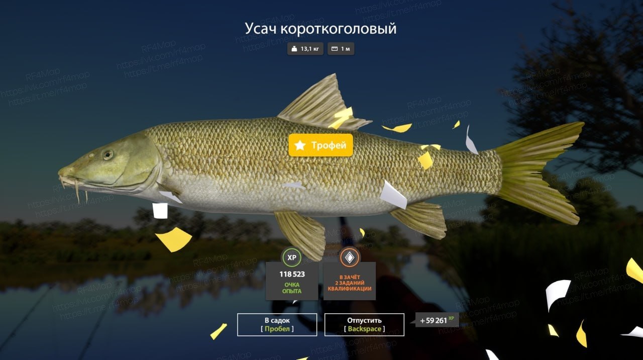 Улов (Осётр русский, Усач короткоголовый) на трофей в RF4