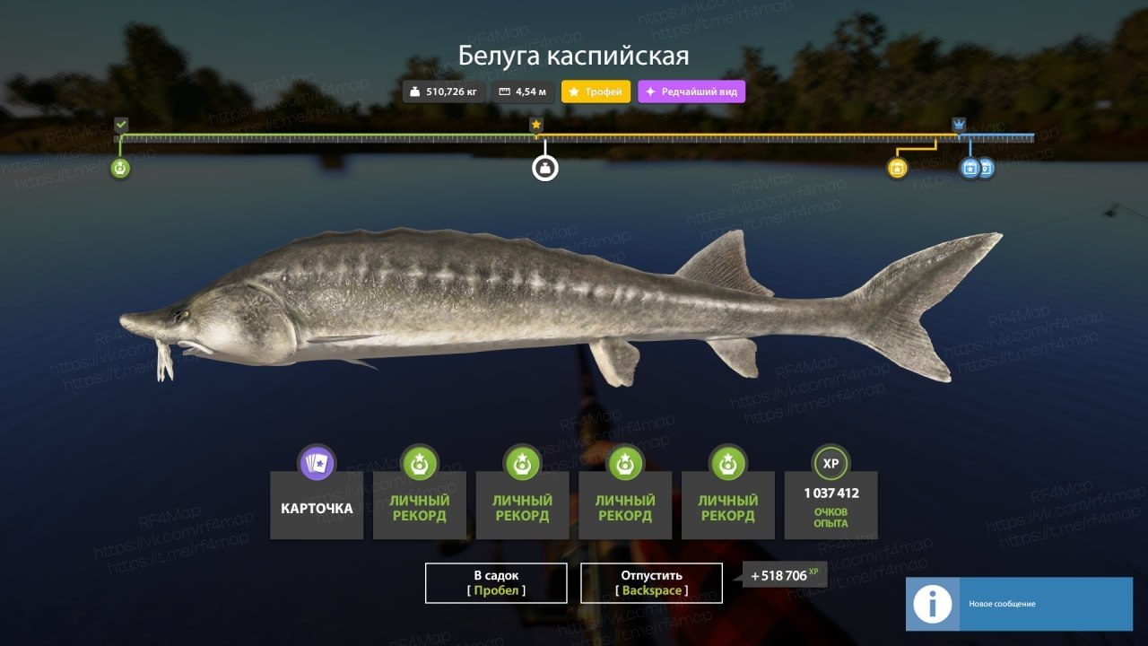 Улов (Белуга каспийская) на трофей в RF4