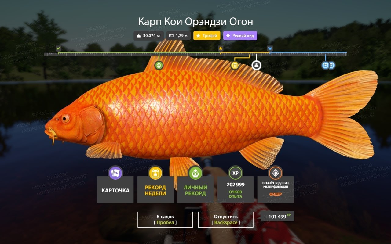 Улов (Карп Кои Орэндзи Огон) на трофей в RF4