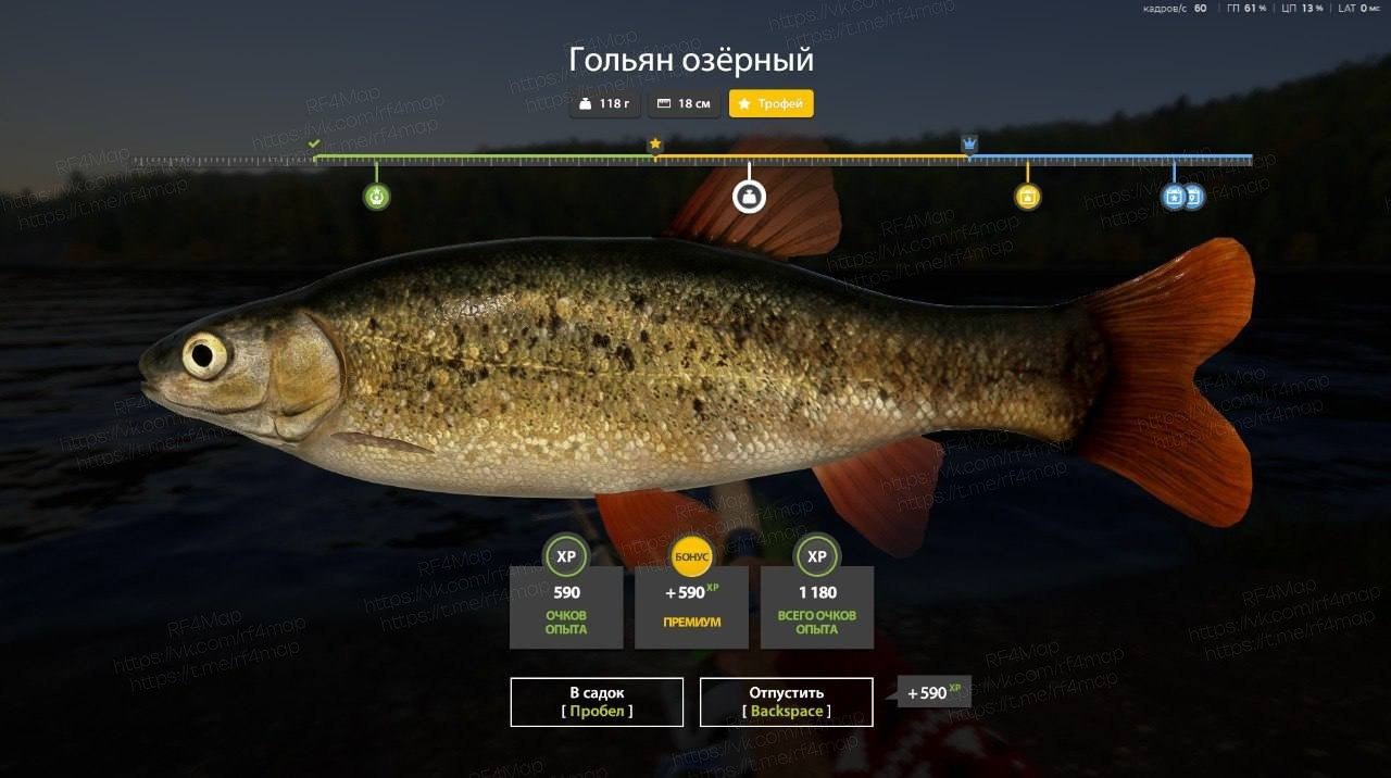 Улов (Гольян озёрный) на трофей в RF4
